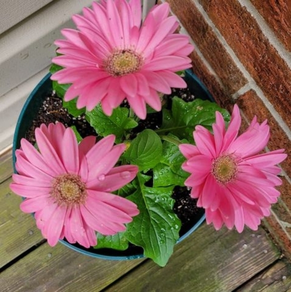 Meet your Posher, Lea - Picture 1 of 1